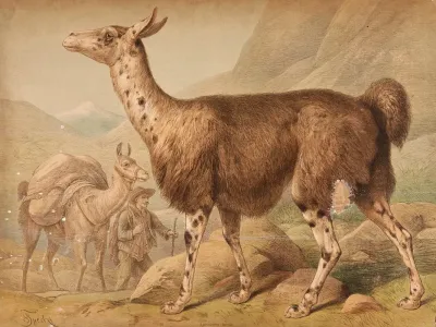 Llama Auchenia Lama