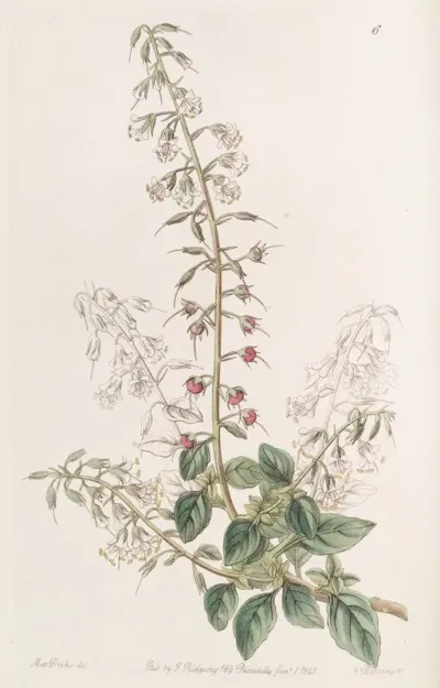 Lobelia Like Loose Strife