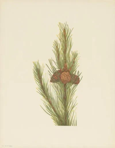 Lodgepole Pine Pinus Contorta Murrayana 3