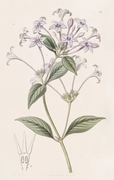 Long Flowered Rondeletia