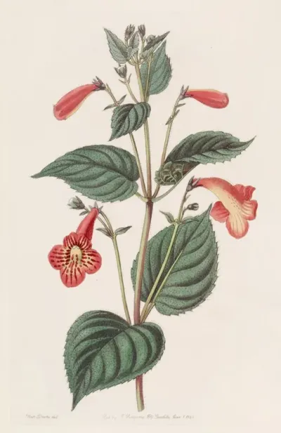 Long Stalked Achimenes