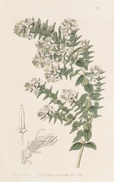 Loose Barked Marcetia