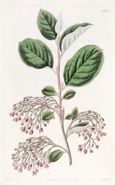 Loose Clustered Cotoneaster