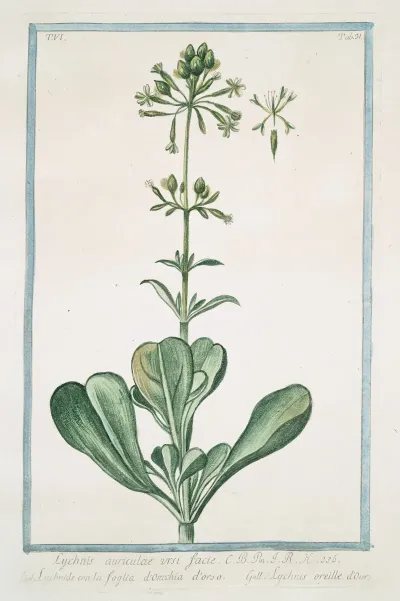 Luchnis Auriculae Ursi Facie Lychnide Cib Ka Figkua Dorchia Dorso Lychnis Oreille Dours