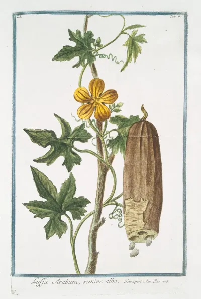 Luffa Arabum Semine Albo Sponge Gourd