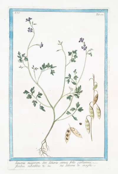 Lunaria Magorum Sive Lunaria Annua Floliis Cardamnae Floribus Rubentibus C Lunaria De Maghi Annual Honesty Silver Dollar