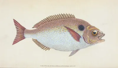 Lunulated Gilt Head Sparus Aurata