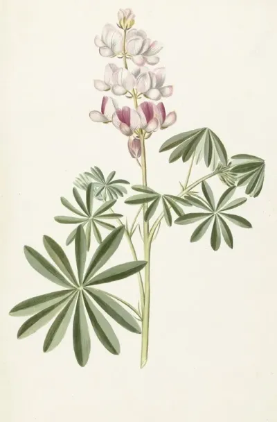 Lupine