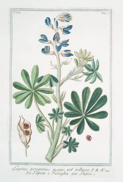 Lupinus Pergrinus Major Vel Villosus Lupino E Fusaglia Lupin