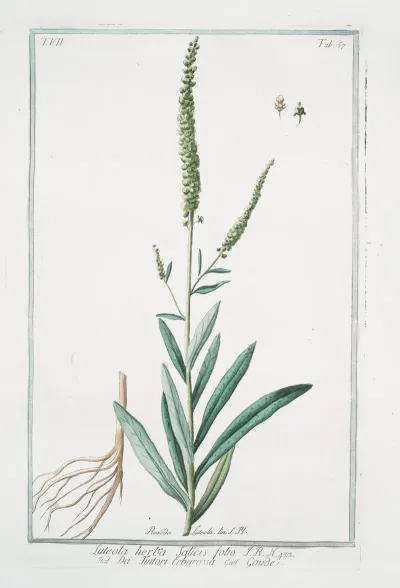 Luteola Herba Salicis Folio Da Tintori Erbarossa Gaude Weld Dyers Rocket