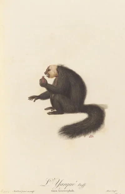 Lyarque