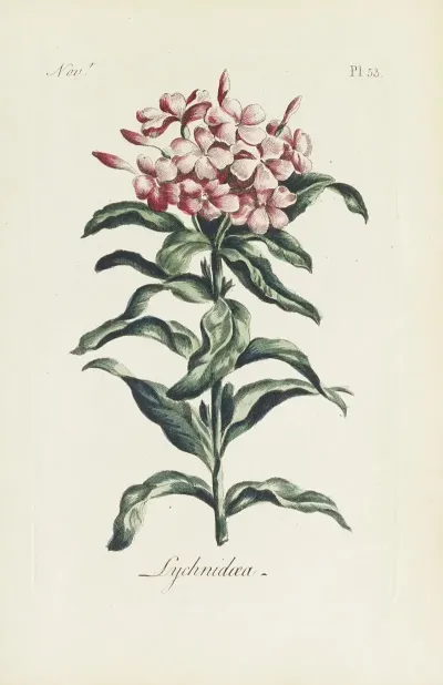 Lychnidea