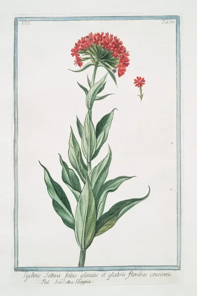 Lychnis Sativa Foliis Glauets Et Glabris Floribus Coccineis Scarlattea Sooppia Scarlet Lychnis