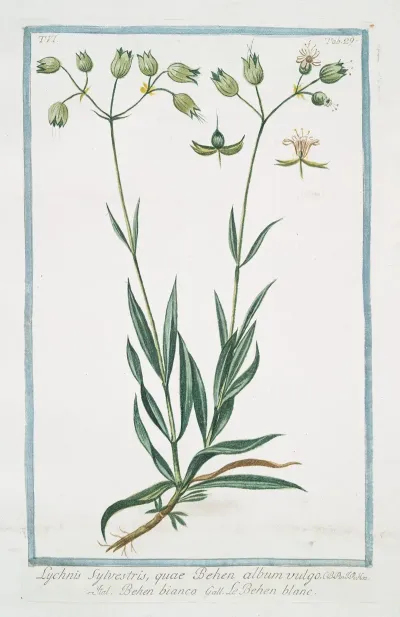 Lychnis Sylvestris Quae Behen Album Vulgo Behen Bianco Le Behen Blanc