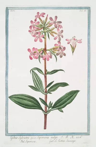 Lychnis Sylvestris Quae Saponaria Vulgo Saponara Le Lichnis Sauvage