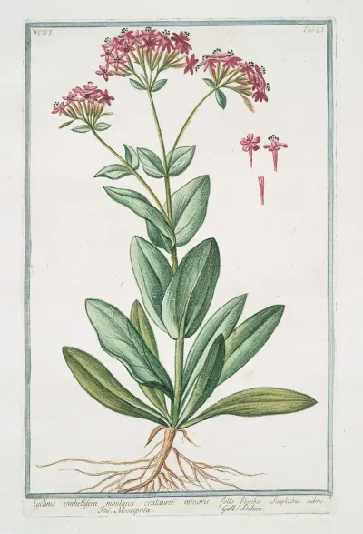 Lychnis Umbellifera Montana Centaurei Minoris Floribus Simplicibus Rubris Muscipula Lichnis Catchfly