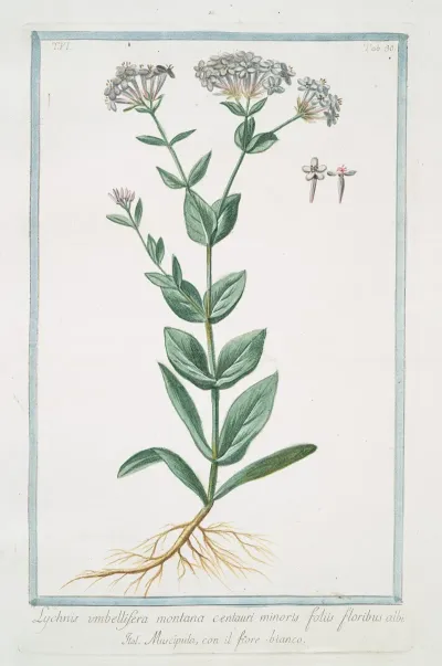 Lychnis Umbellifera Montana Centauri Minoris Foliis Floribus Albi Muscipula Con Il Fiore Bianco
