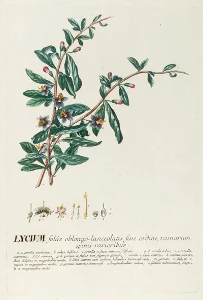 Lycium 2