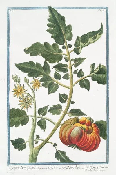 Lycopersicon Galeni Pomidoro Pomme Dammour Tomato