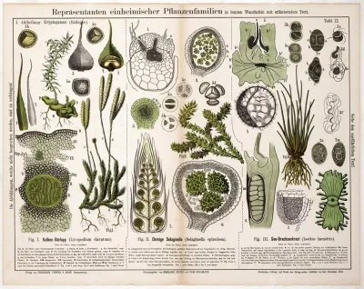 Lycopodium Clavatum Selaginella Spinulosa Isoetes Lacustris