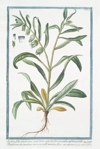 Lycopsis Foliis Integerrimis Caule Erecto Calycibus Fructescentibus Inflatis Pendulis Buglossum Procumbens Annuum Pullo Minimo Flore Bugloss