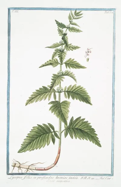 Lycopus Foliis In Profundas Lacinias Incisis Cardiaca Acquatica Waterhorehound