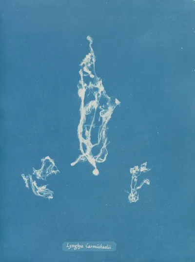 Lyngbya Carmichaelii