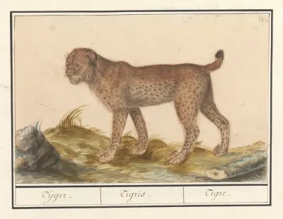 Lynx Lynx Lynx Tijger Tigris Tigre