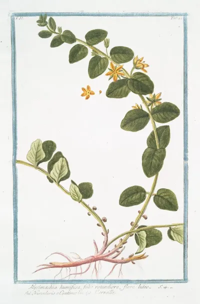 Lysimachia Humifusa Folio Rotundiore Flore Luteo Corneille Loosestrife