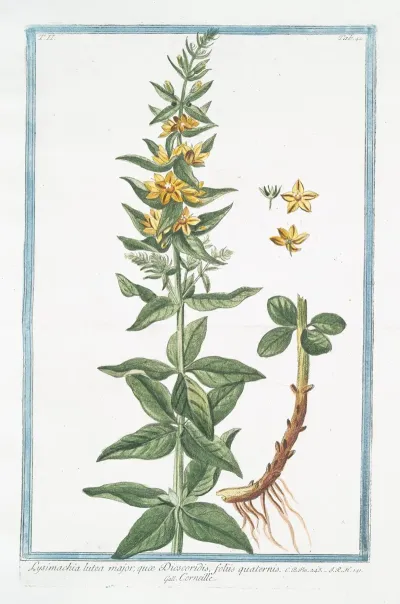 Lysimachia Lutea Major Quae Discoridis Foliis Quaternis Corneille Loosestrife