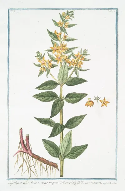 Lysimachia Lutea Major Quae Discoridis Foliis Ternis Loosestrife