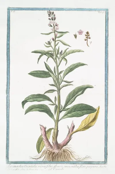 Lysimachia Orientalis Minor Foliis Gaucis Annuentibus Flore Purpureo Corneille Loosestrife