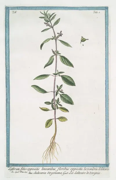 Lythrum Foliis Oppositis Linearibus Floribus Oppositis Bexandris Solitaris Salicaria Virginiana La Salicaire De Virginie Purple Loose Strife