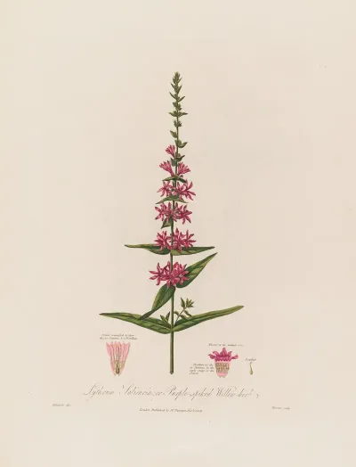 Lythrum Salicaria Or Purple Spiked Willow Herb