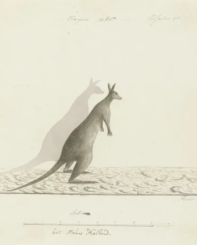 Macropus Sp Kangaroo