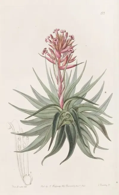 Madder Coloured Tillandsia
