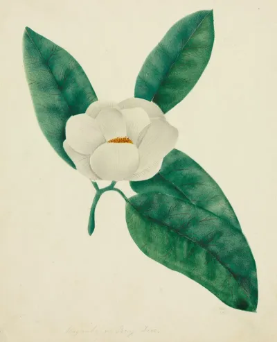 Magnolia 6