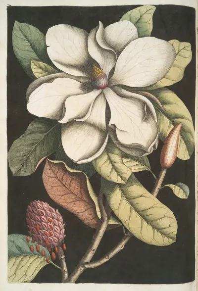 Magnolia Altissima The Laurel Tree Of Carolina