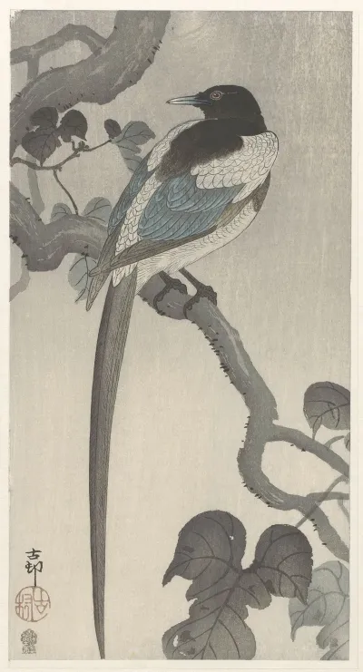 Magpie On Tree Branch