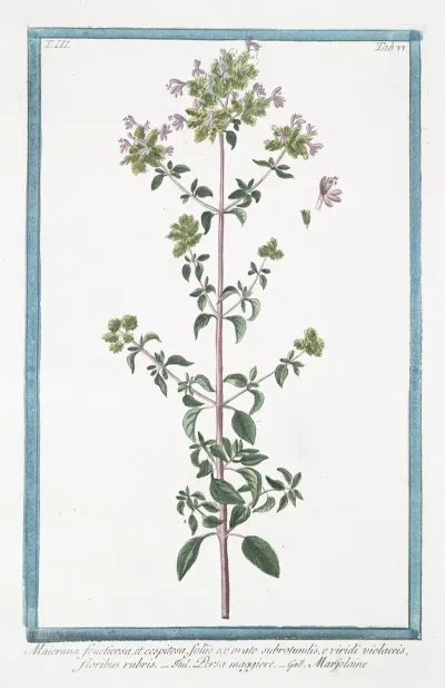 Maiorana Fructicosa Et Cespitosa Foliis Ex Ovato Subrotundis E Viridi Violaceis Floribus Rubris Persa Maggiore Marjolaine Marjoram