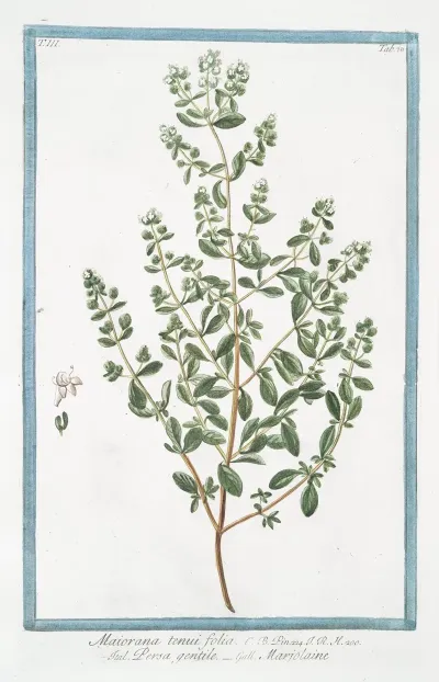 Maiorana Tenui Folia Persa Gentile Marjolaine Marjoram