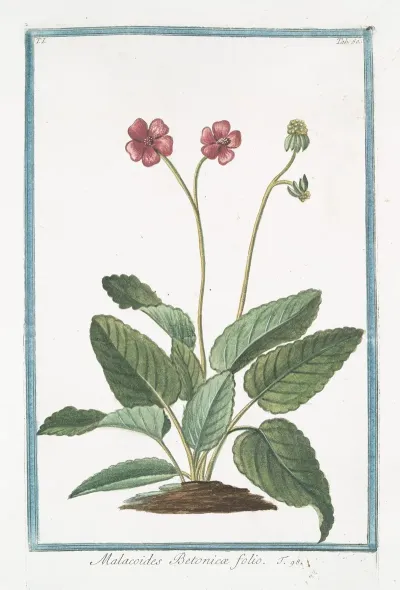 Malacoides Betonicae Folio