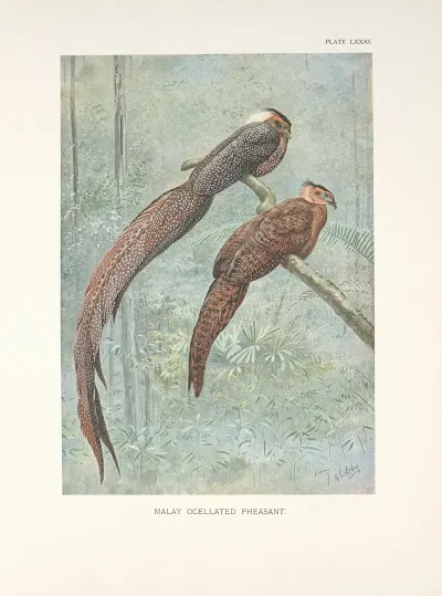 Malay Ocellated Pheasant Rheinardius Nigrescens