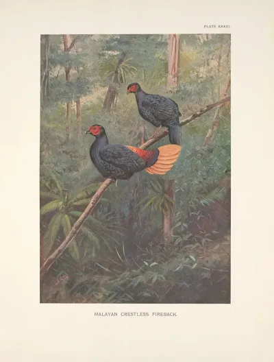 Malayan Crestless Fireback Acomus Erythrophthalmus
