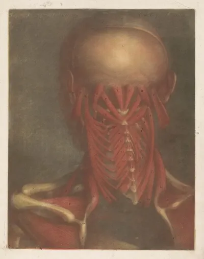 Male Head Showing The Muscles Of The Back Of The Head Neck And Shoulder Blades 2