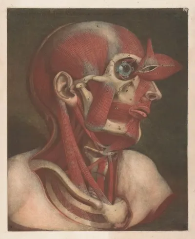 Male Head With Muscles Visible With Detail Of The Eye