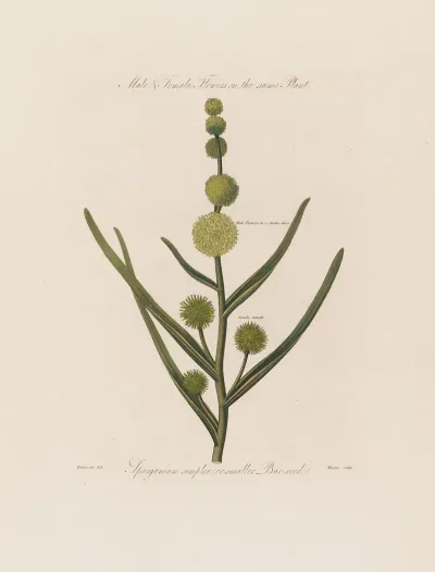 Male Or Smaller Bur Reed