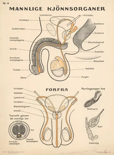 Male Reproductive Organs