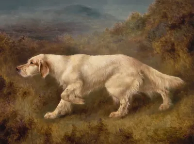 Mallwyd Ned
