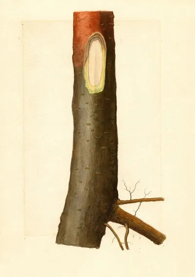 Malus Domestica 13